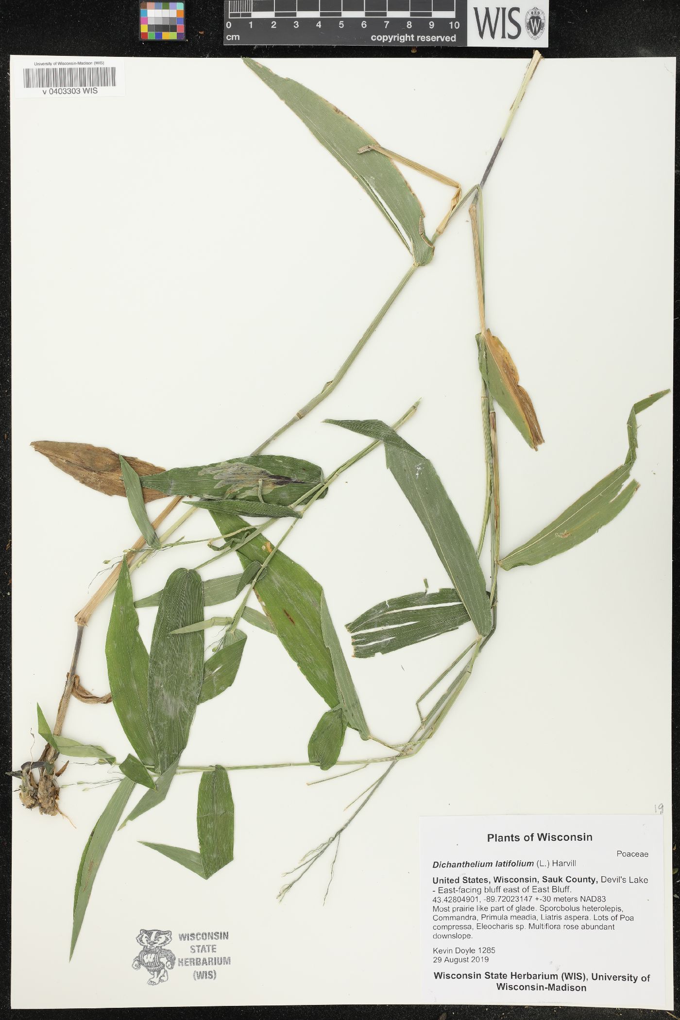 Dichanthelium latifolium image