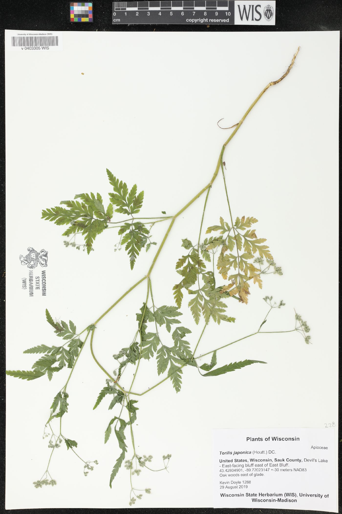 Torilis japonica image