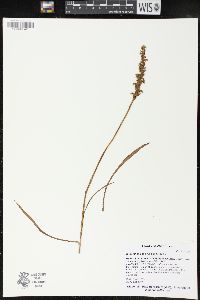 Spiranthes casei image