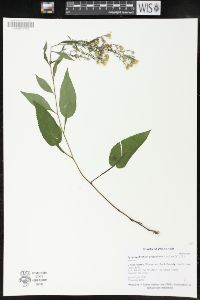 Symphyotrichum urophyllum image