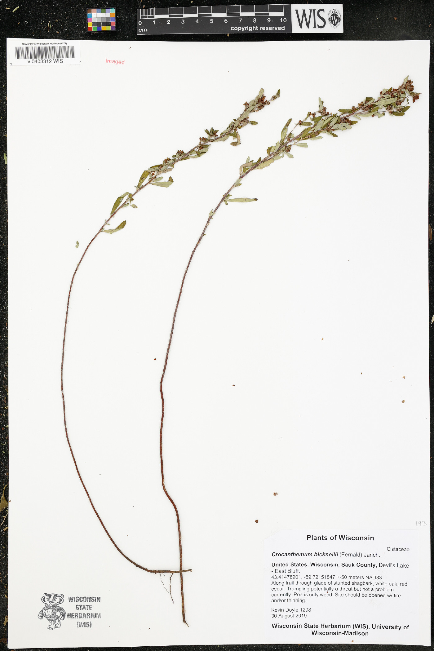 Crocanthemum bicknellii image
