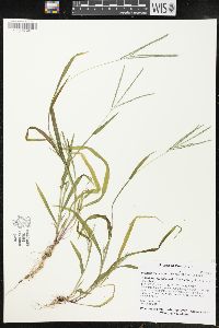 Digitaria ischaemum image