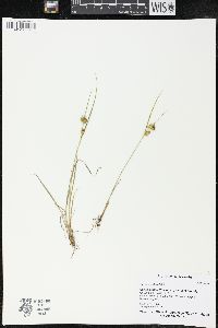 Carex viridula image