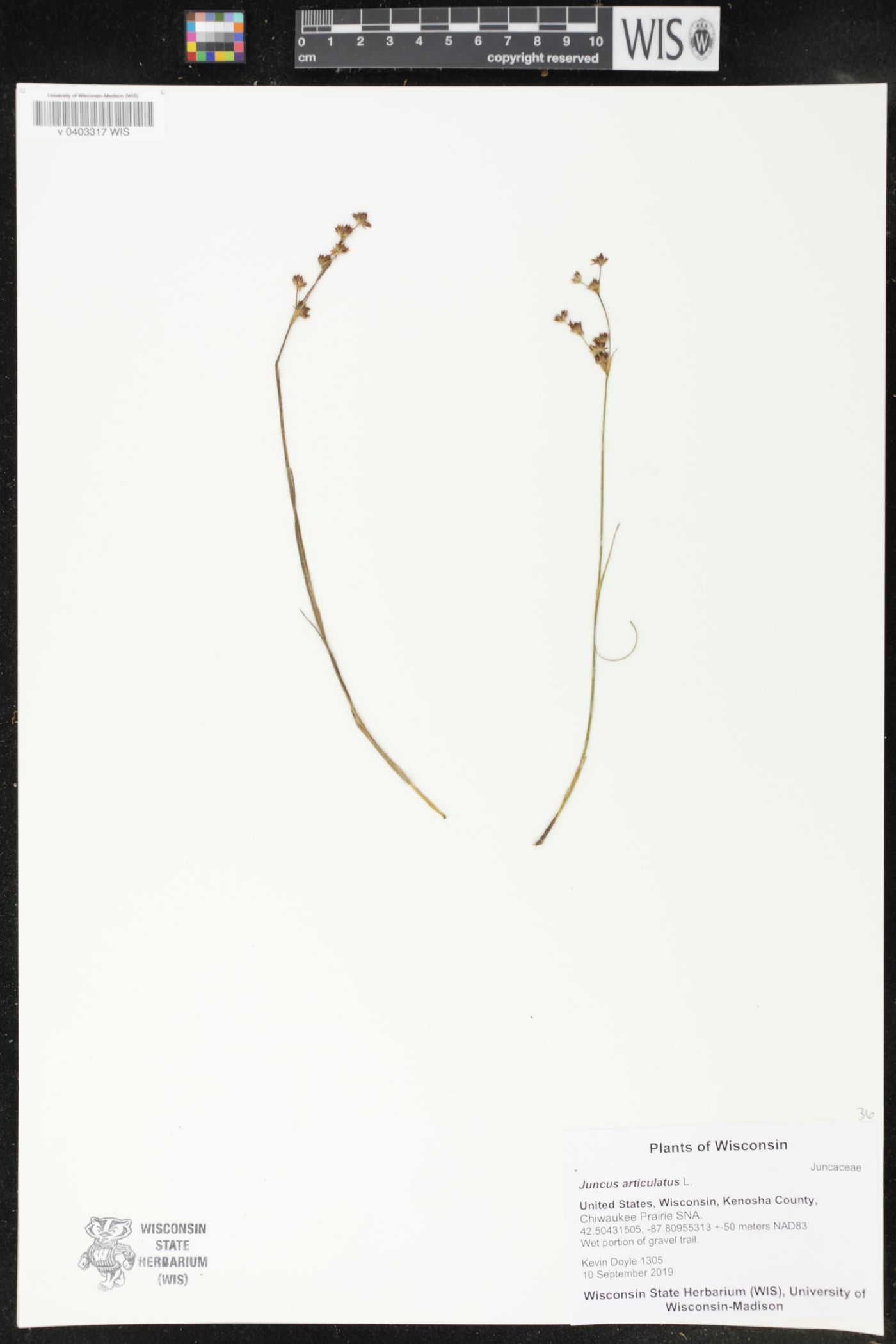 Juncus articulatus image