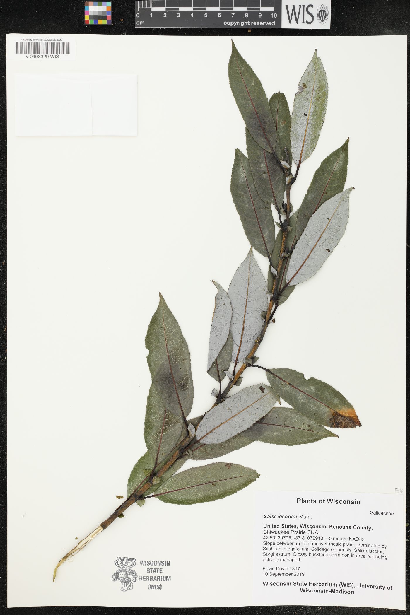 Salix discolor image
