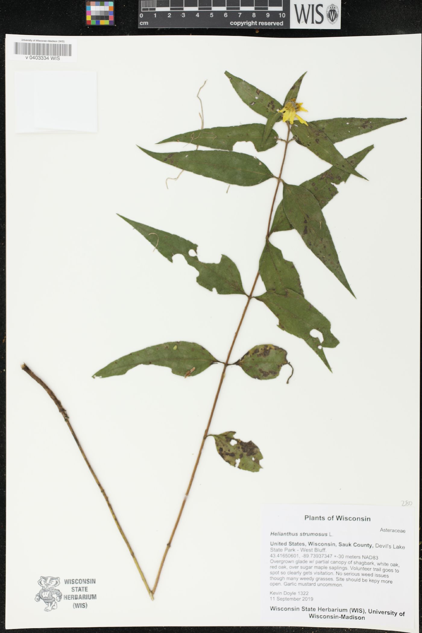Helianthus strumosus image