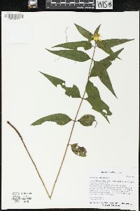 Helianthus strumosus image