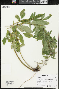 Desmodium canadense image