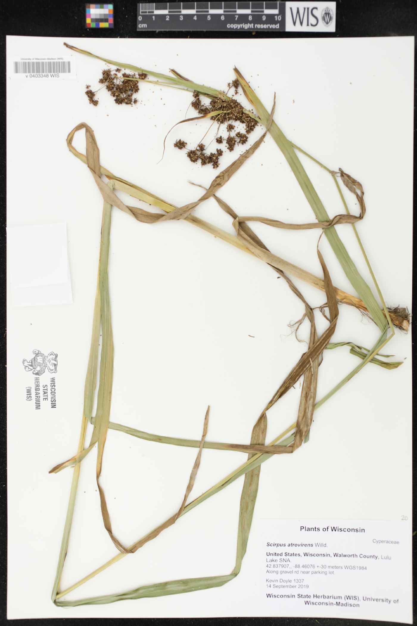 Scirpus atrovirens image