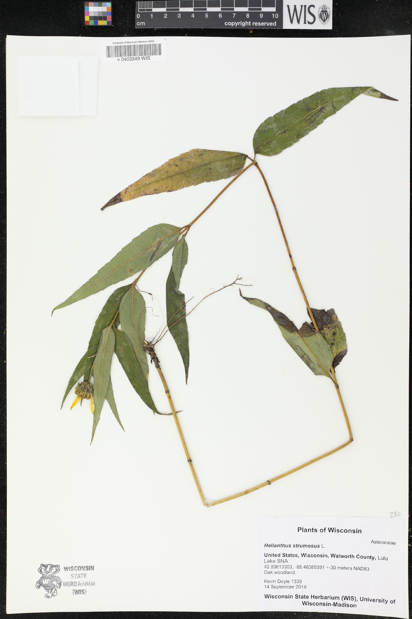Helianthus strumosus image