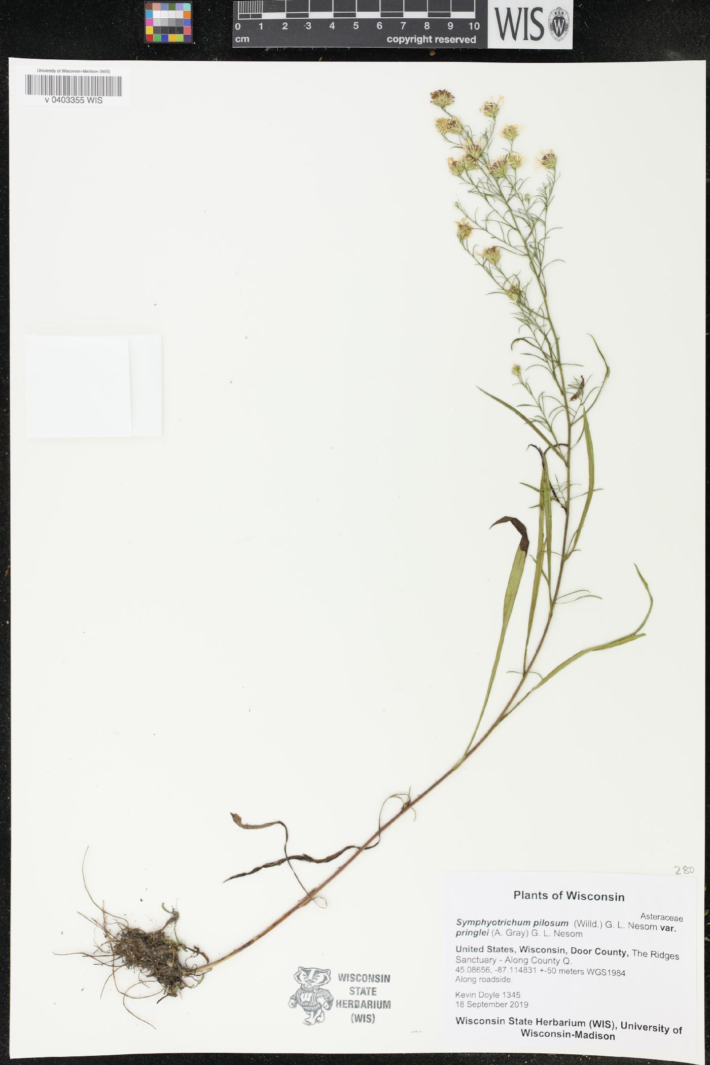 Symphyotrichum pilosum image