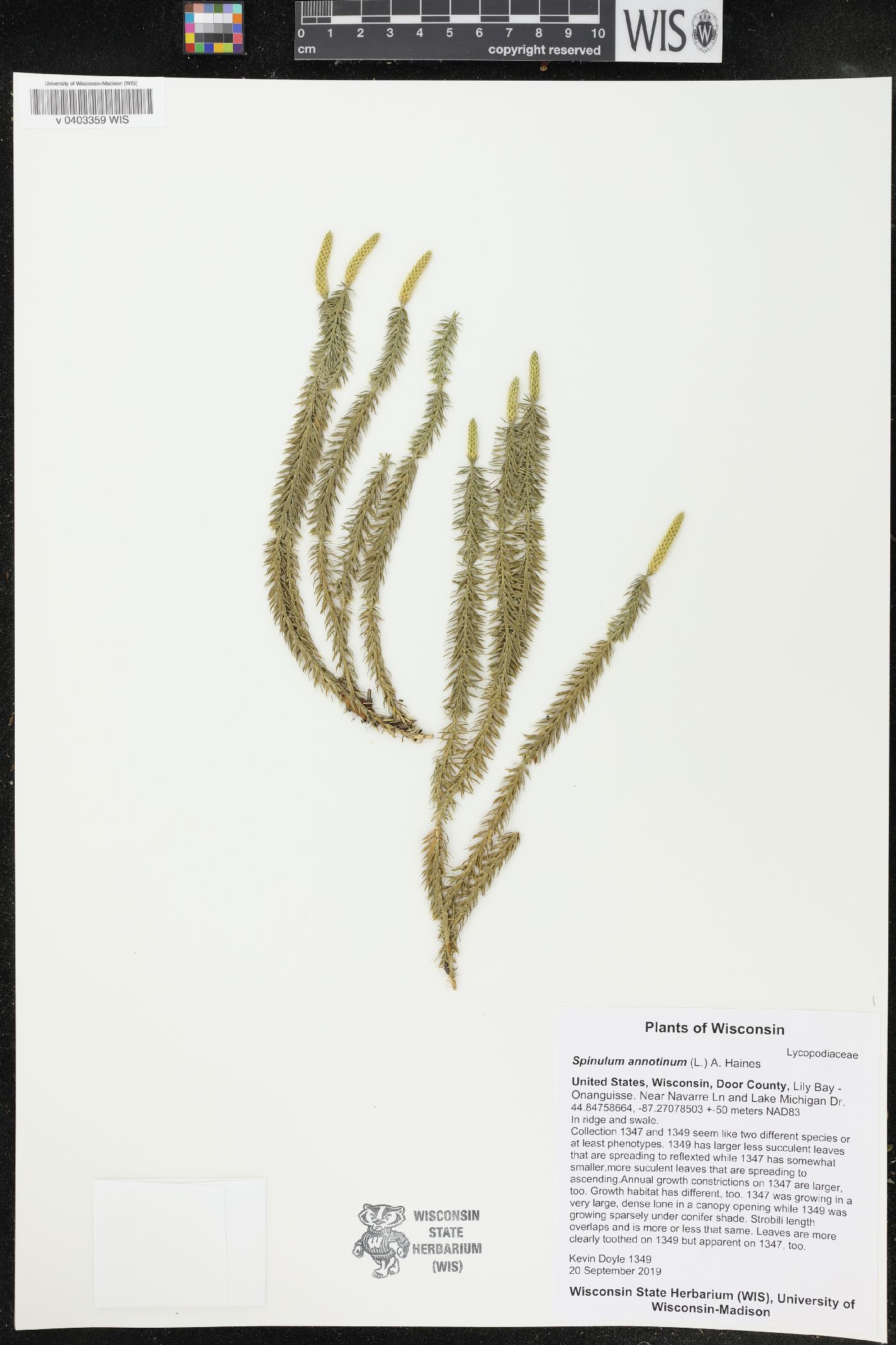 Spinulum annotinum image