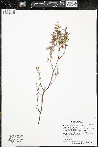 Crocanthemum canadense image