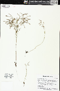 Lechea tenuifolia image