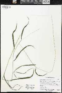 Muhlenbergia tenuifolia image