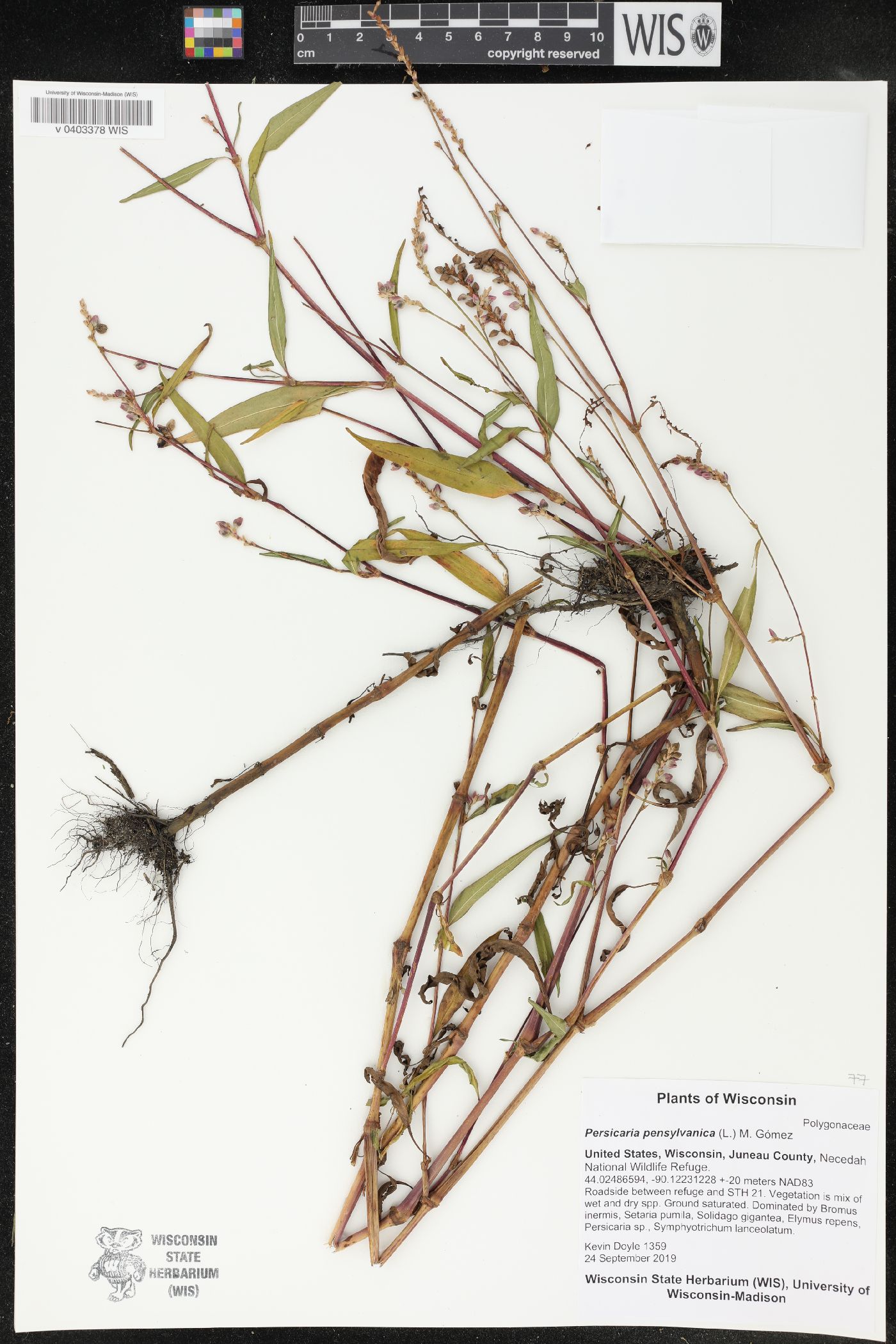 Persicaria pensylvanica image