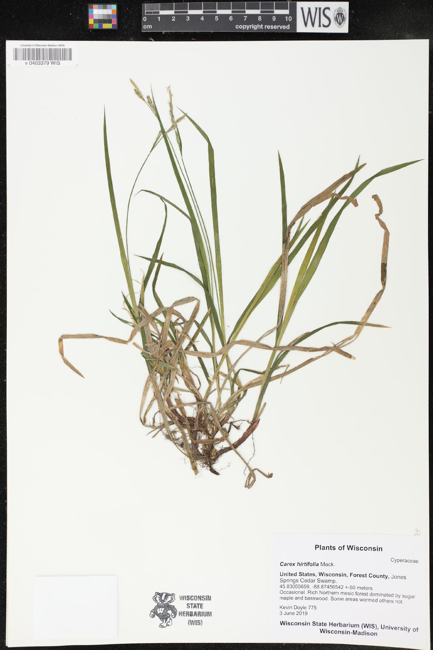 Carex hirtifolia image