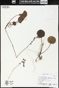 Pyrola asarifolia image