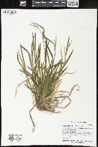Carex leptonervia image