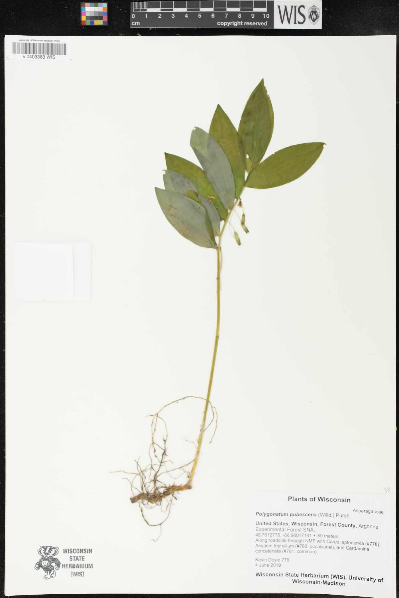 Polygonatum pubescens image