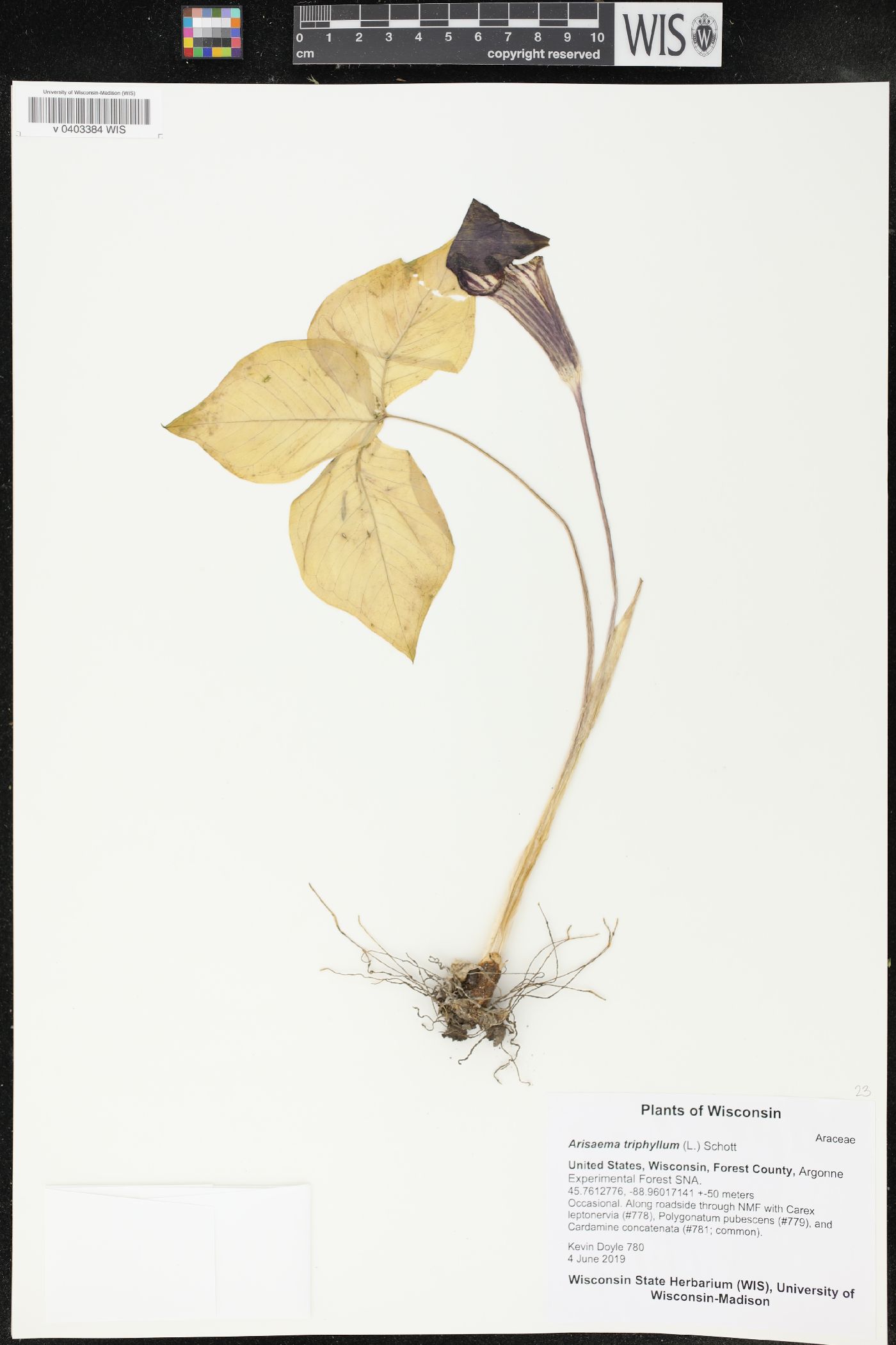 Arisaema triphyllum image
