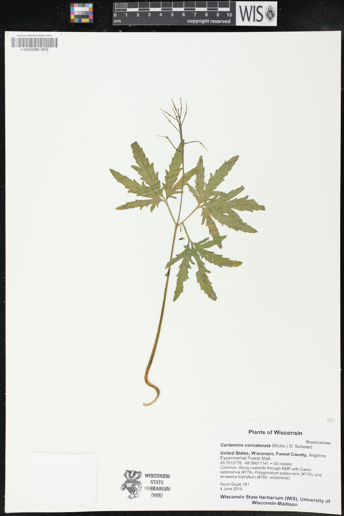 Cardamine concatenata image