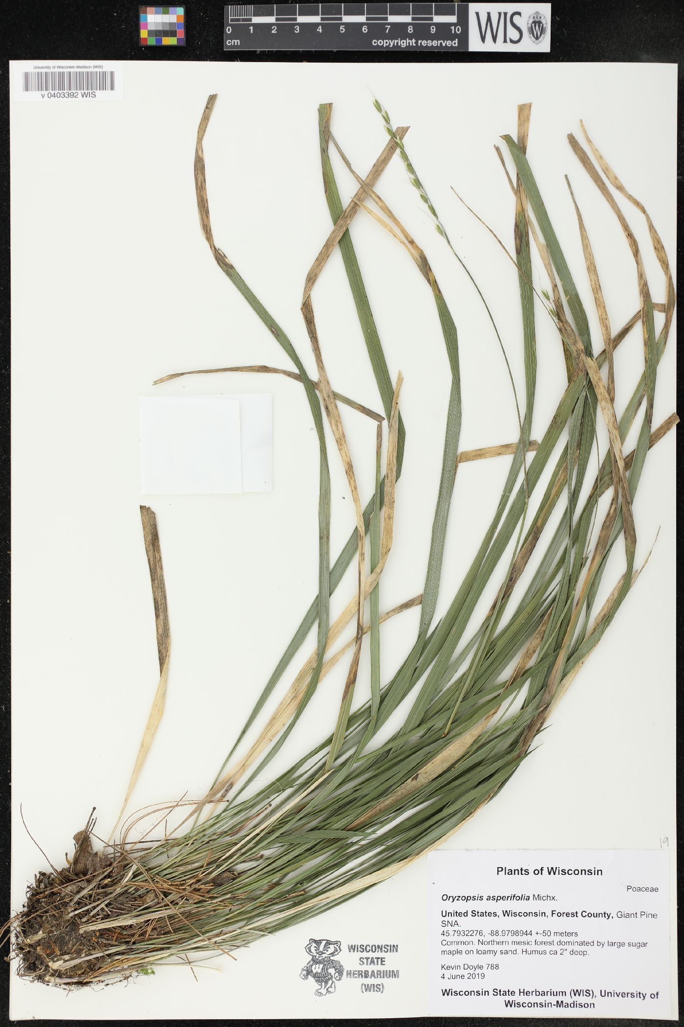 Oryzopsis asperifolia image