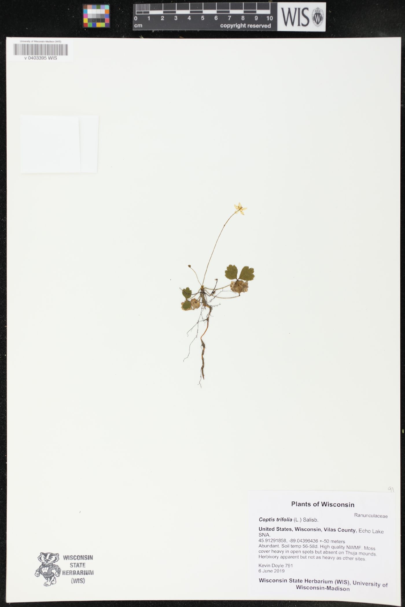 Coptis trifolia image