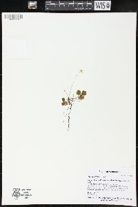 Coptis trifolia image