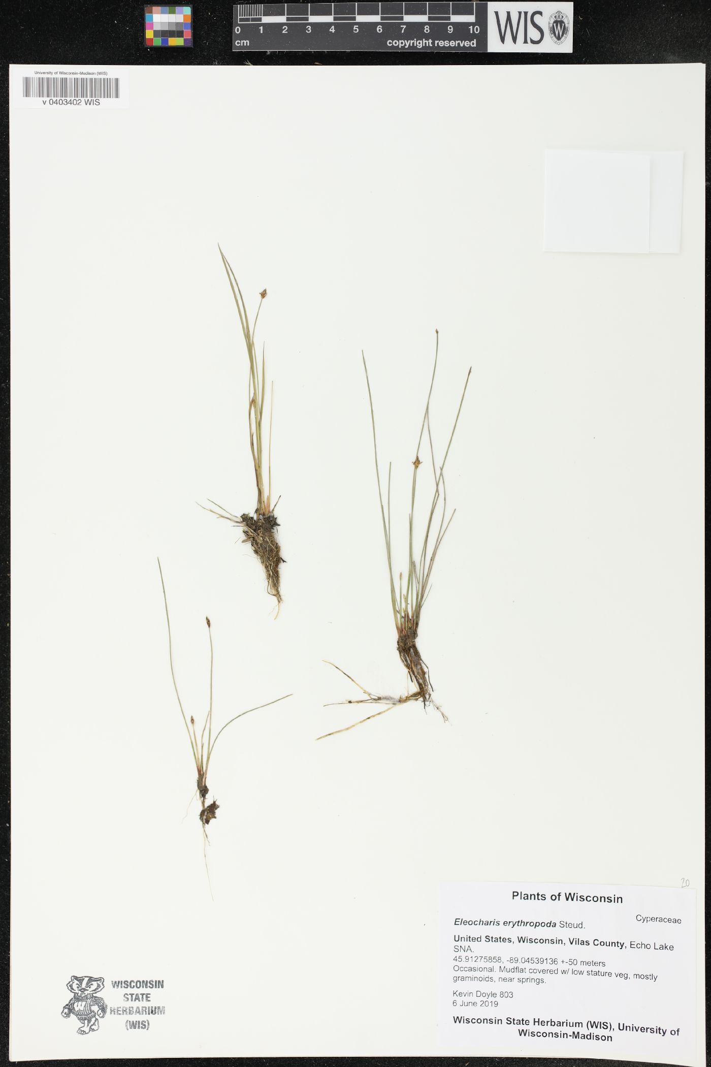 Eleocharis erythropoda image