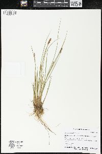 Carex sartwellii image