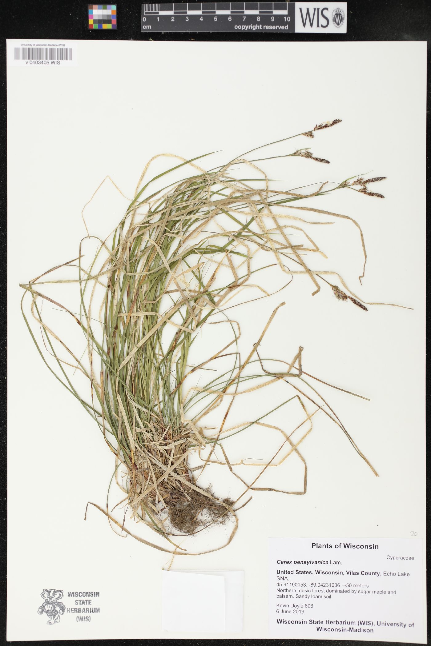 Carex pensylvanica image
