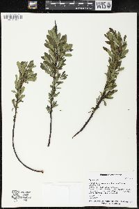 Myrica gale image