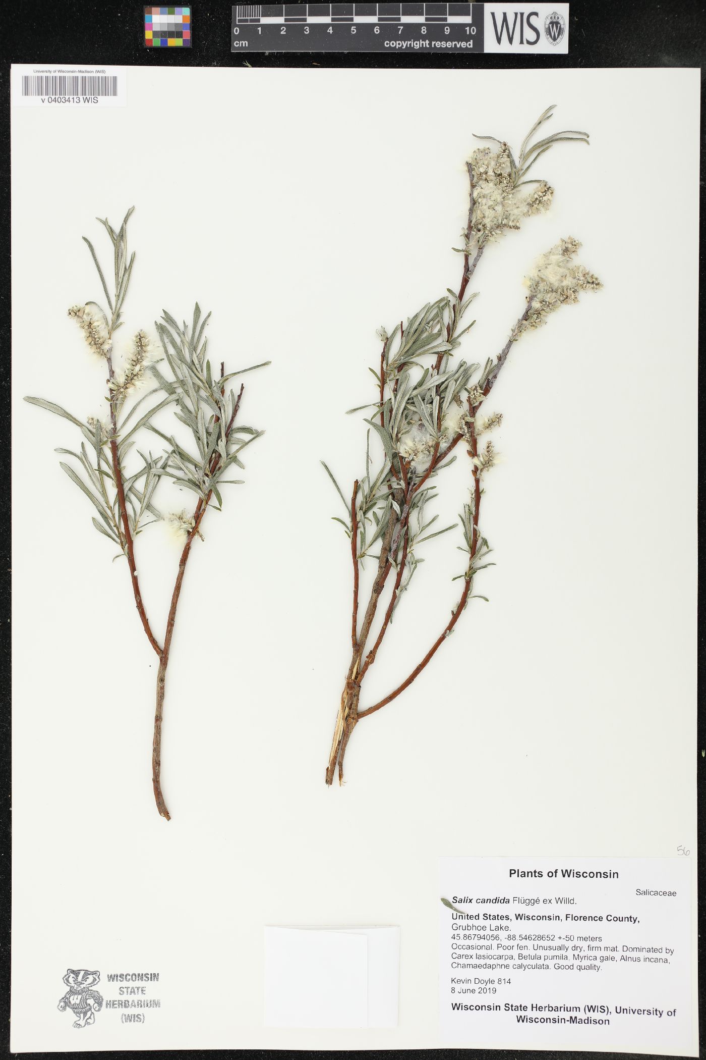 Salix candida image