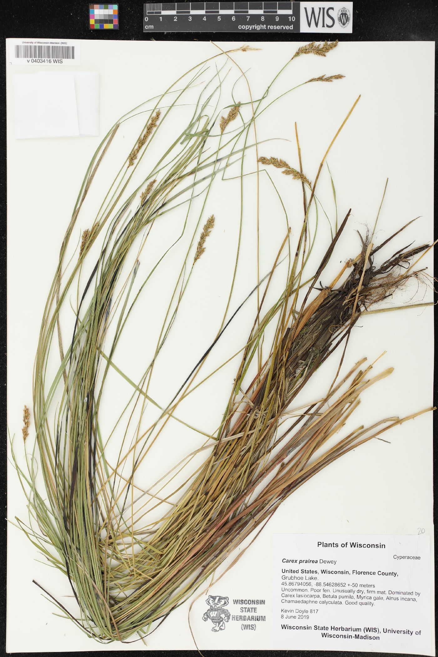 Carex prairea image