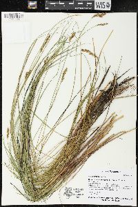 Carex prairea image
