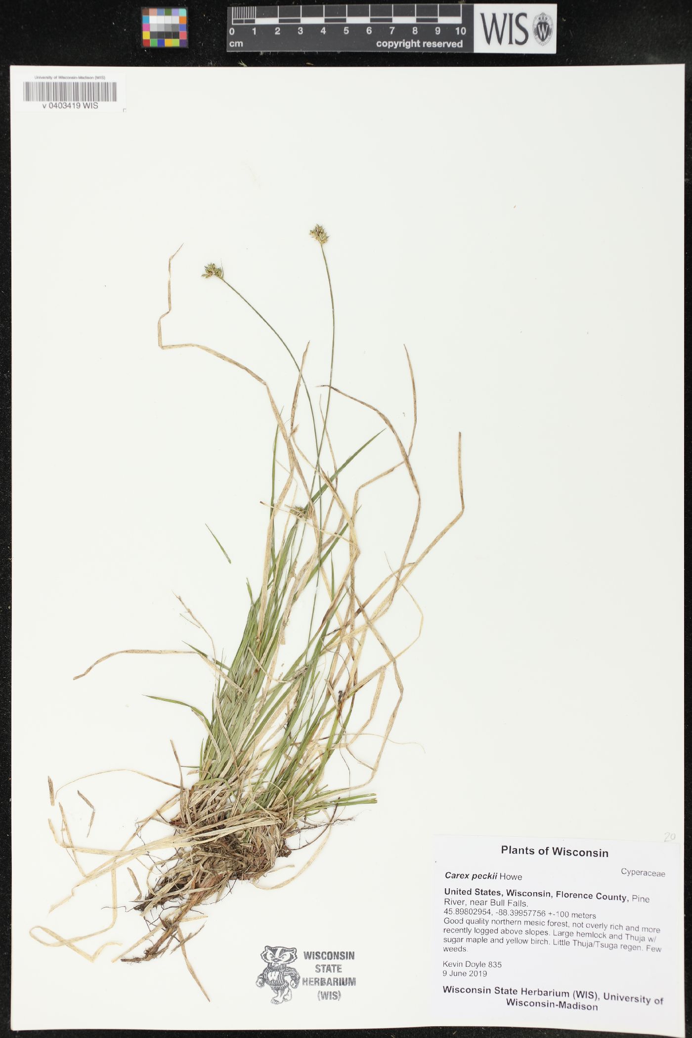 Carex peckii image
