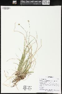 Carex peckii image