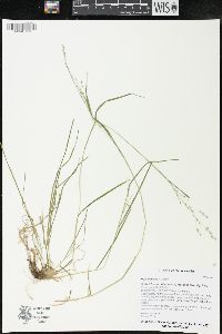 Poa alsodes image