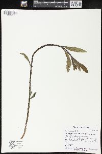 Stachys aspera image