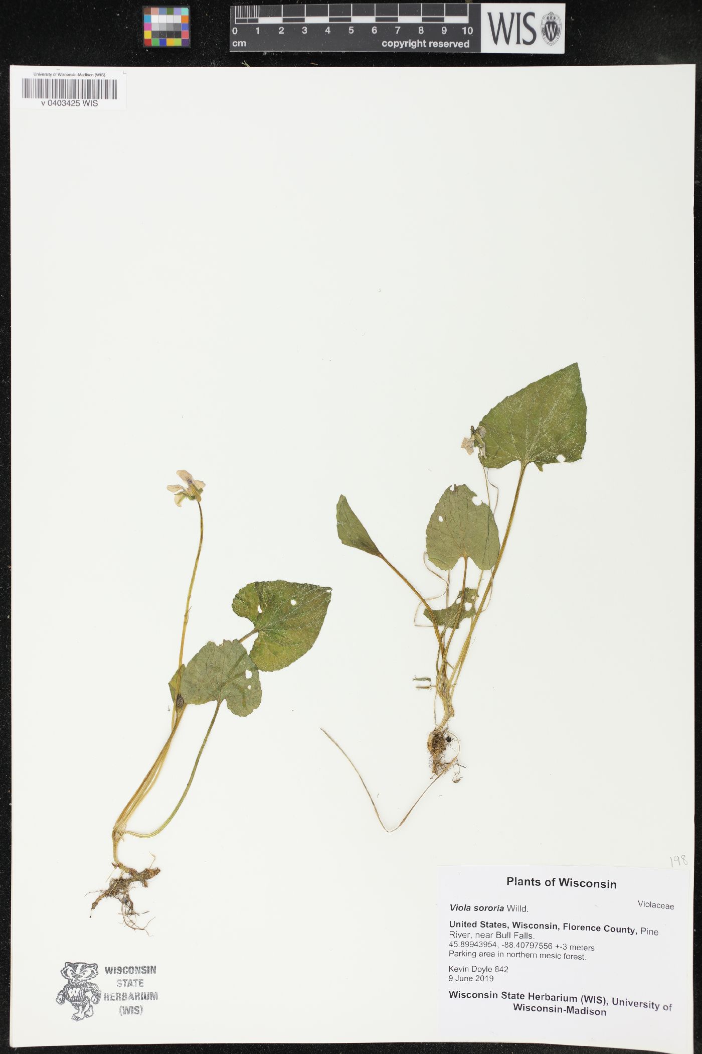 Viola sororia image