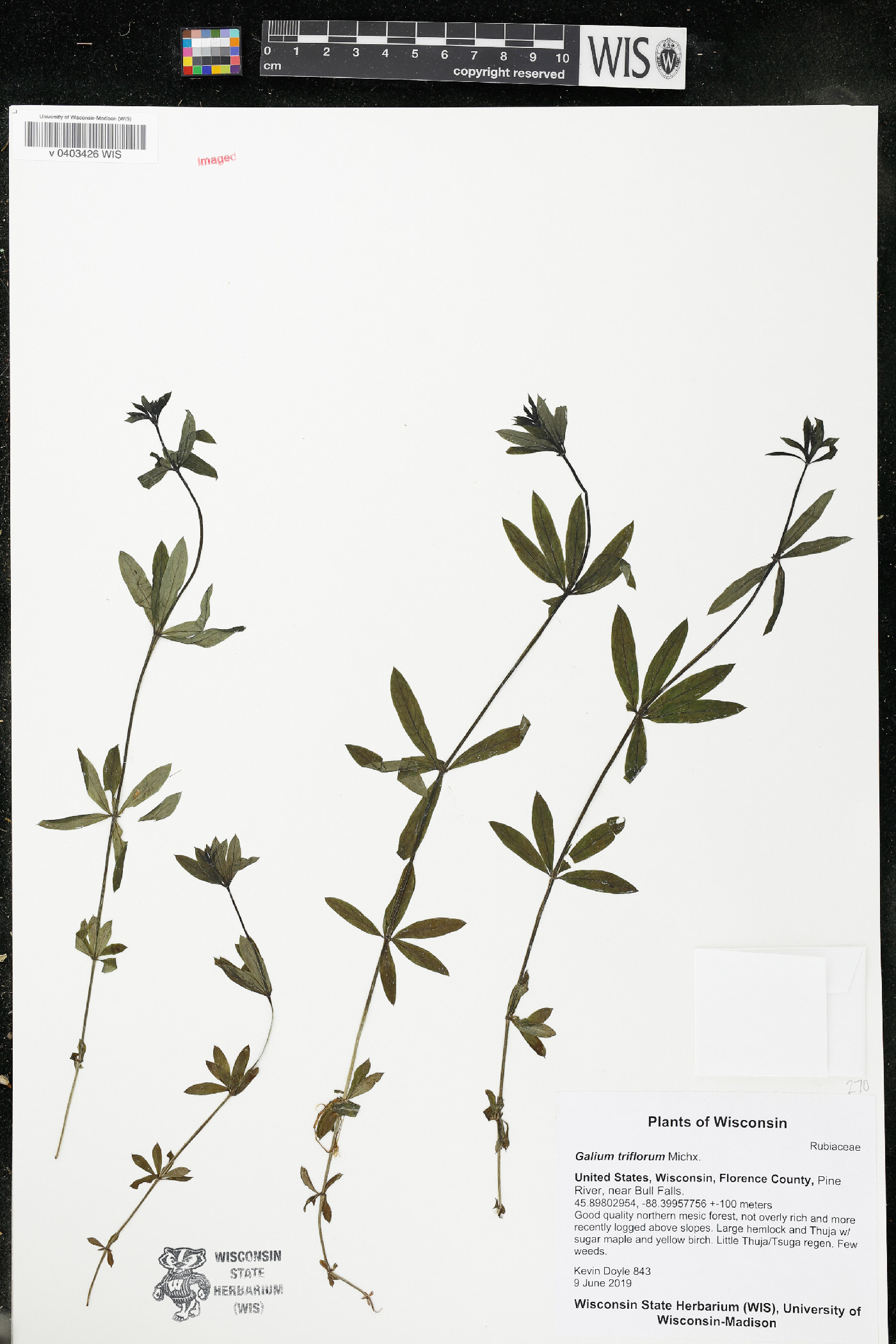 Galium triflorum image