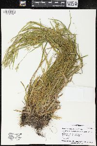 Carex leptonervia image