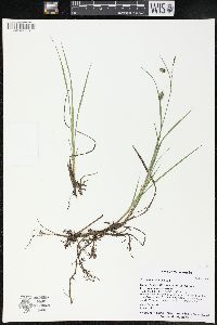 Carex magellanica image