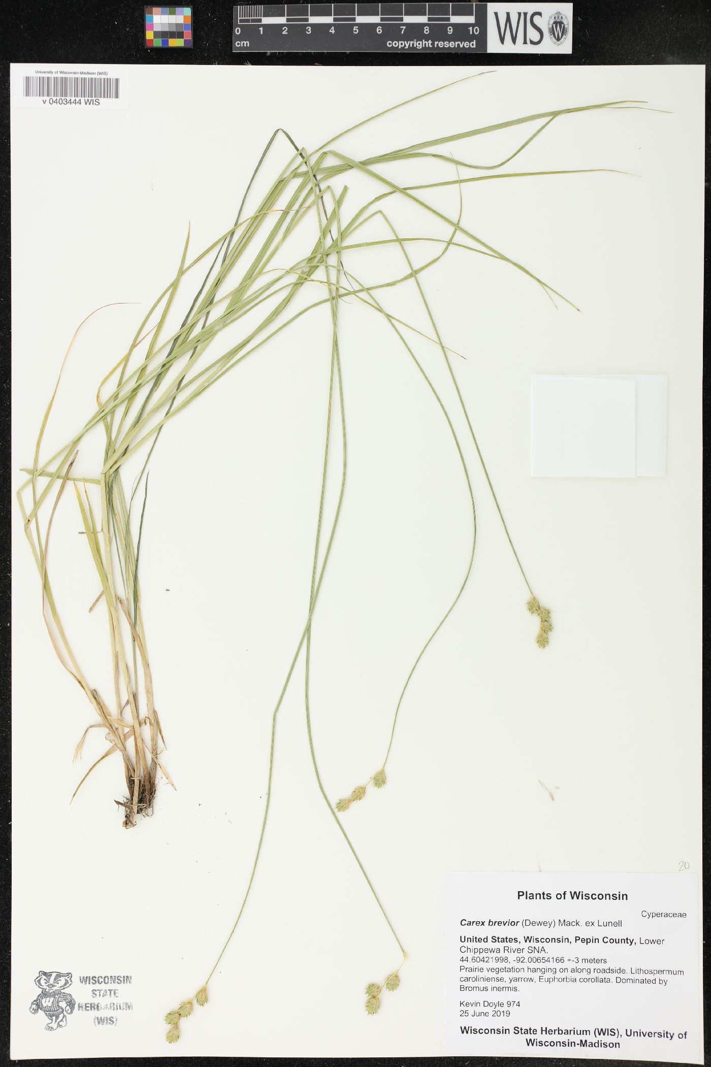 Carex brevior image