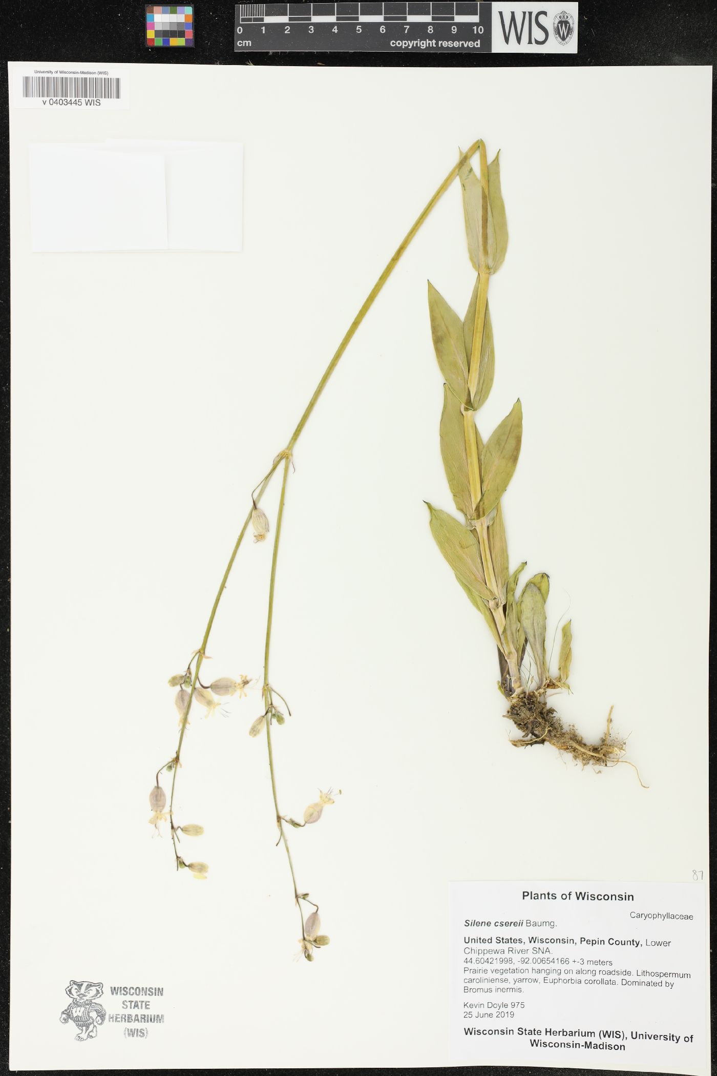 Silene csereii image
