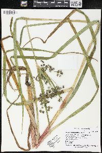 Scirpus microcarpus image