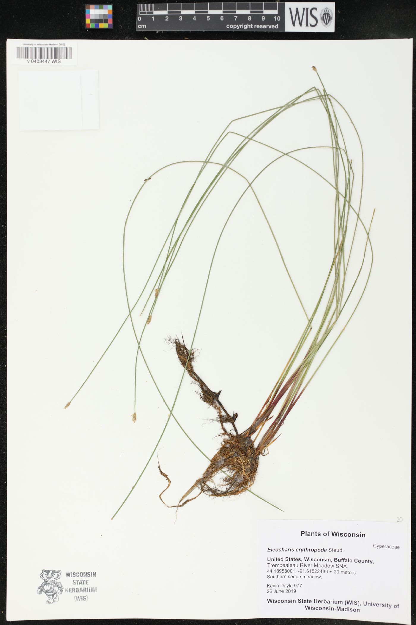 Eleocharis erythropoda image