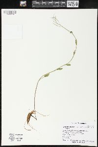 Cardamine bulbosa image