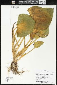 Calla palustris image